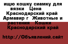 ищю кошку сиамку для вязки › Цена ­ 500 - Краснодарский край, Армавир г. Животные и растения » Кошки   . Краснодарский край
